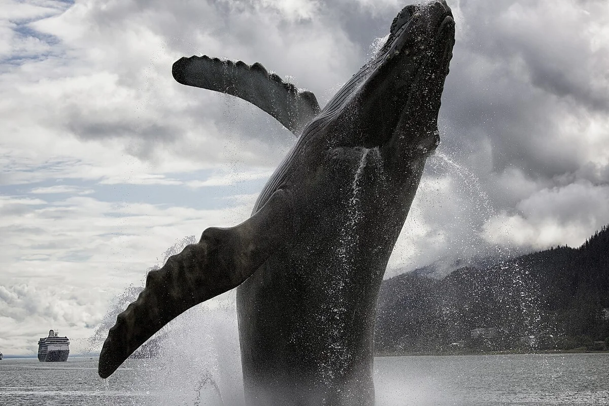 Juneau Mendenhall Glacier & Humpback Whale Watching Combo