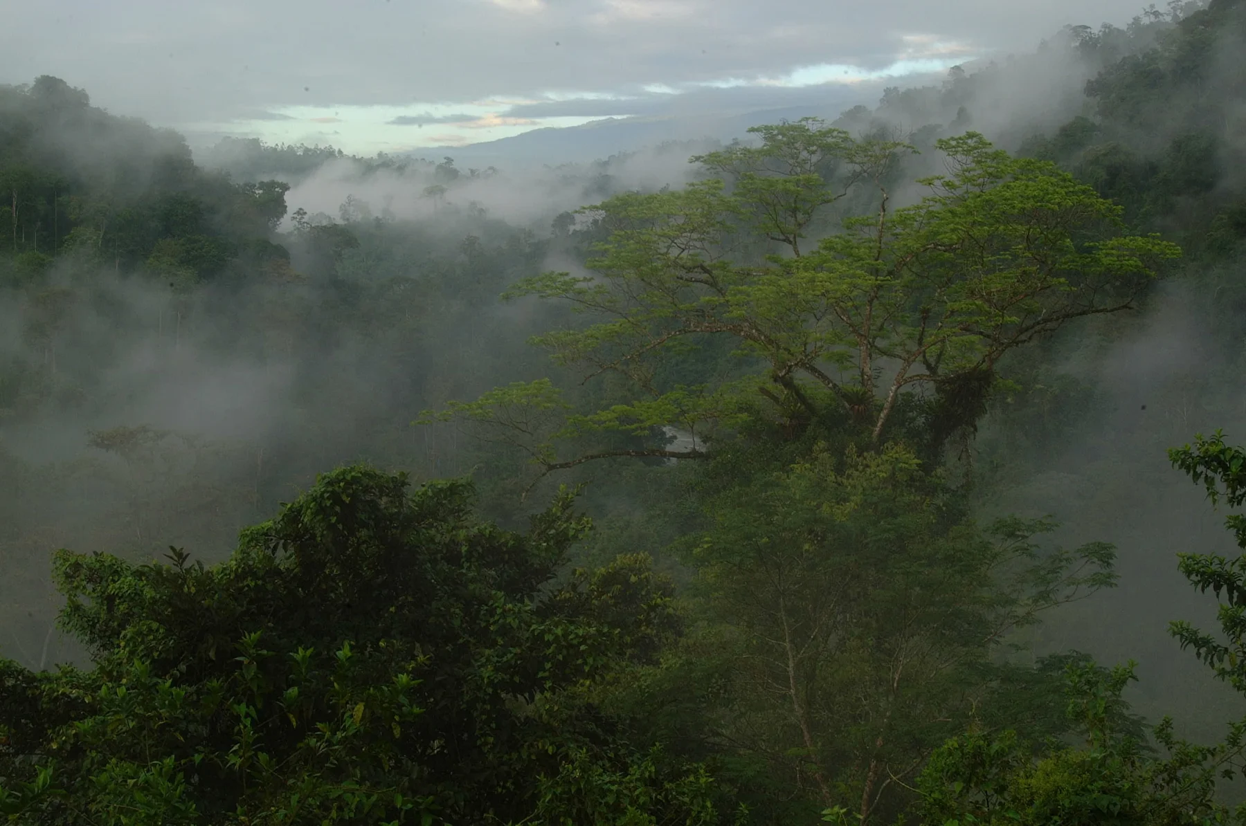 Rainforest Hanging Bridges & Jungle Sloths Sanctuary Guided Excursion