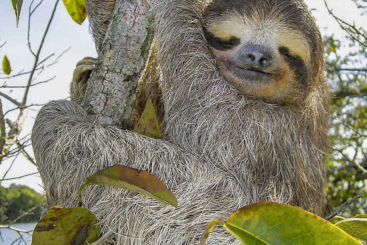Gatun Lake Wildlife & Monkey Island Expedition by the Panama Canal